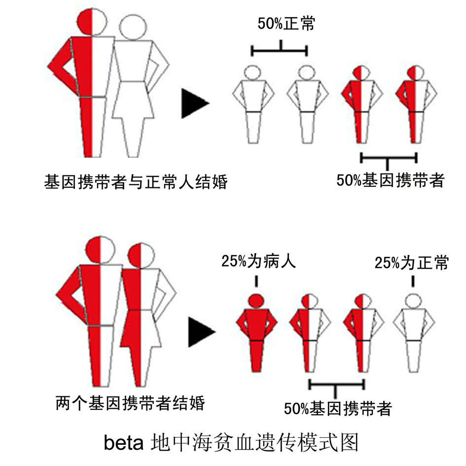 【孕期课堂】做地中海贫血检测有必要吗?